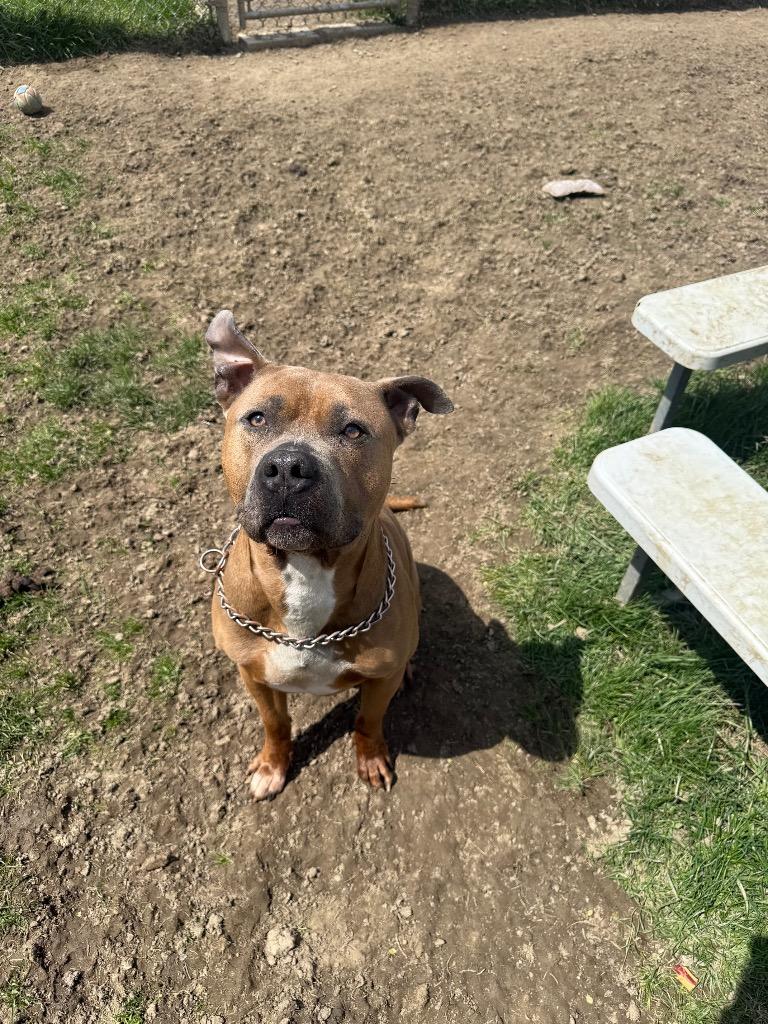 Enlarge Roscoe, a Adoptable Pit Bull Terrier in Marion, OH image 5/6