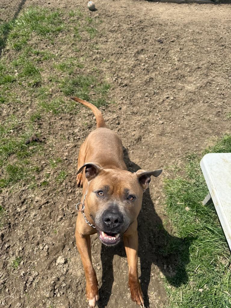Enlarge Roscoe, a Adoptable Pit Bull Terrier in Marion, OH image 6/6