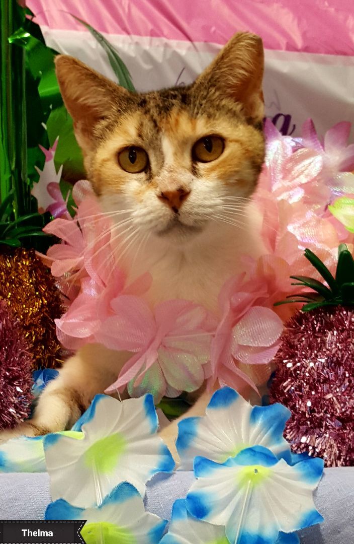 Thelma , Adoptable, Senior Female Domestic Short Hair.