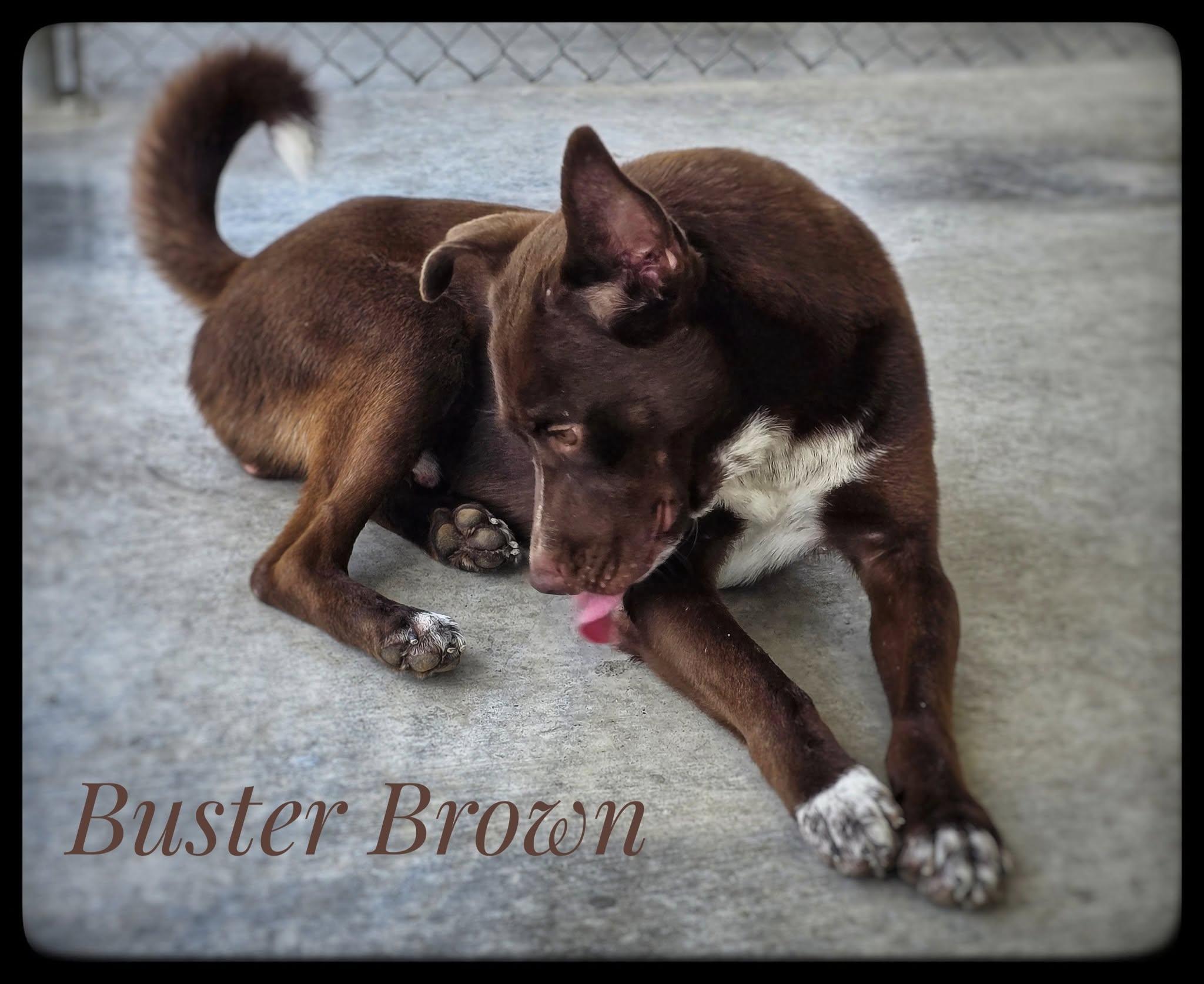 Buster Brown