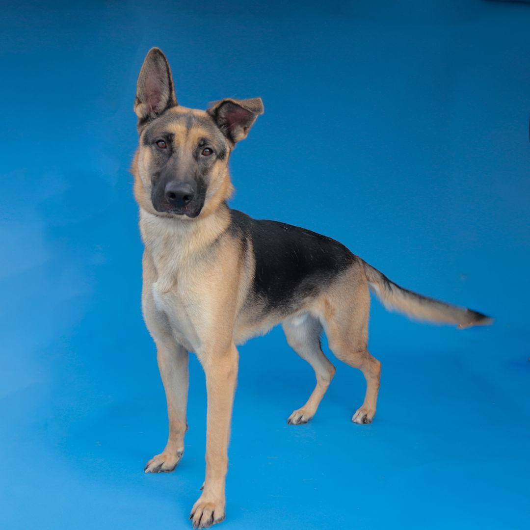 WONG WONG, Adoptable, Adult Male German Shepherd Dog.