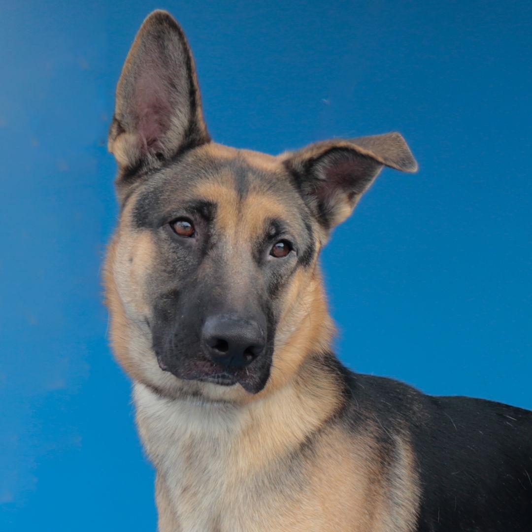 WONG WONG, a Adoptable German Shepherd Dog in Pasadena, CA image 2/2