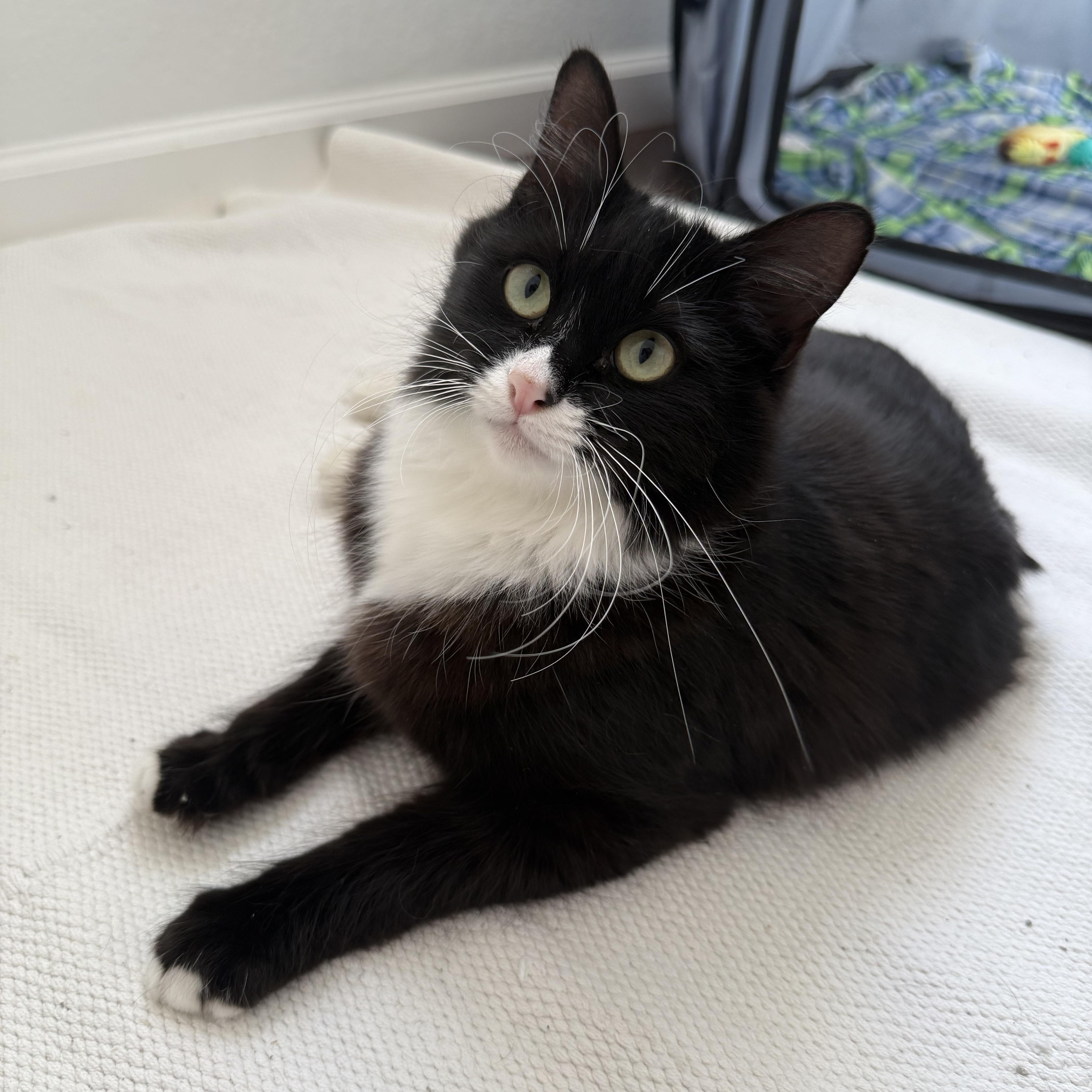 Bee, ADOPTABLE, Adult Female Domestic Long Hair.