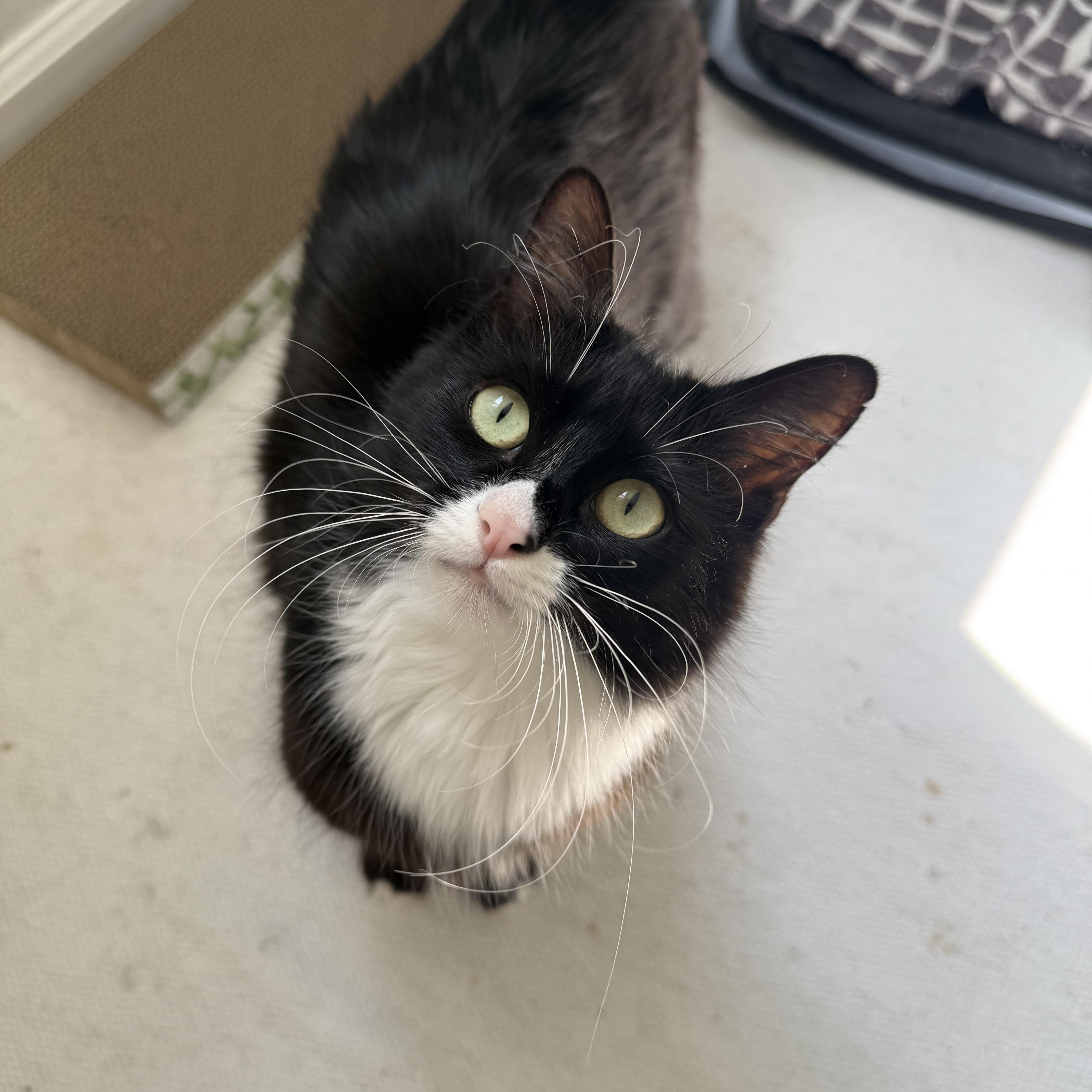 Enlarge Bee, a ADOPTABLE Domestic Long Hair in Davis, CA image 3/6
