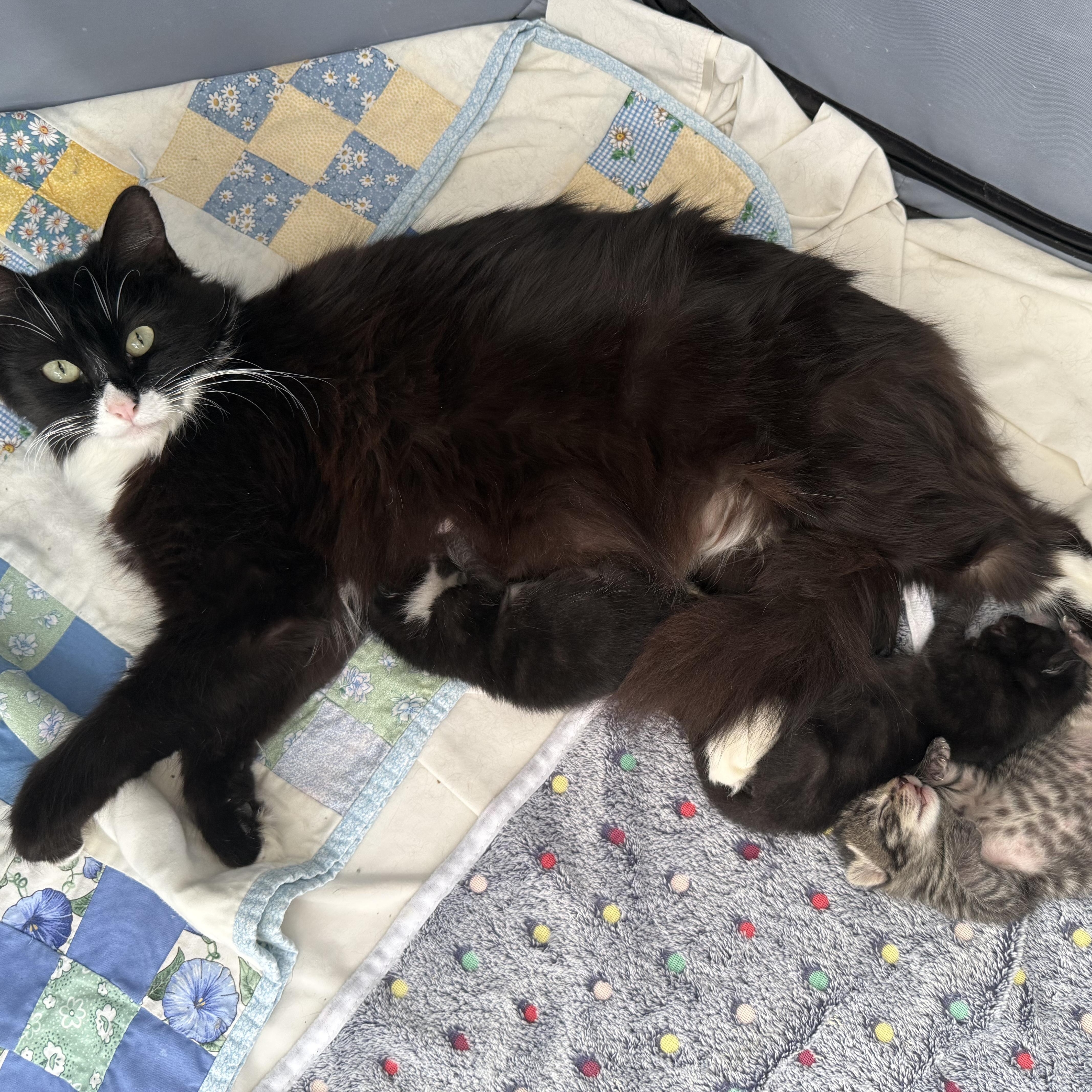 Enlarge Bee, a ADOPTABLE Domestic Long Hair in Davis, CA image 2/6