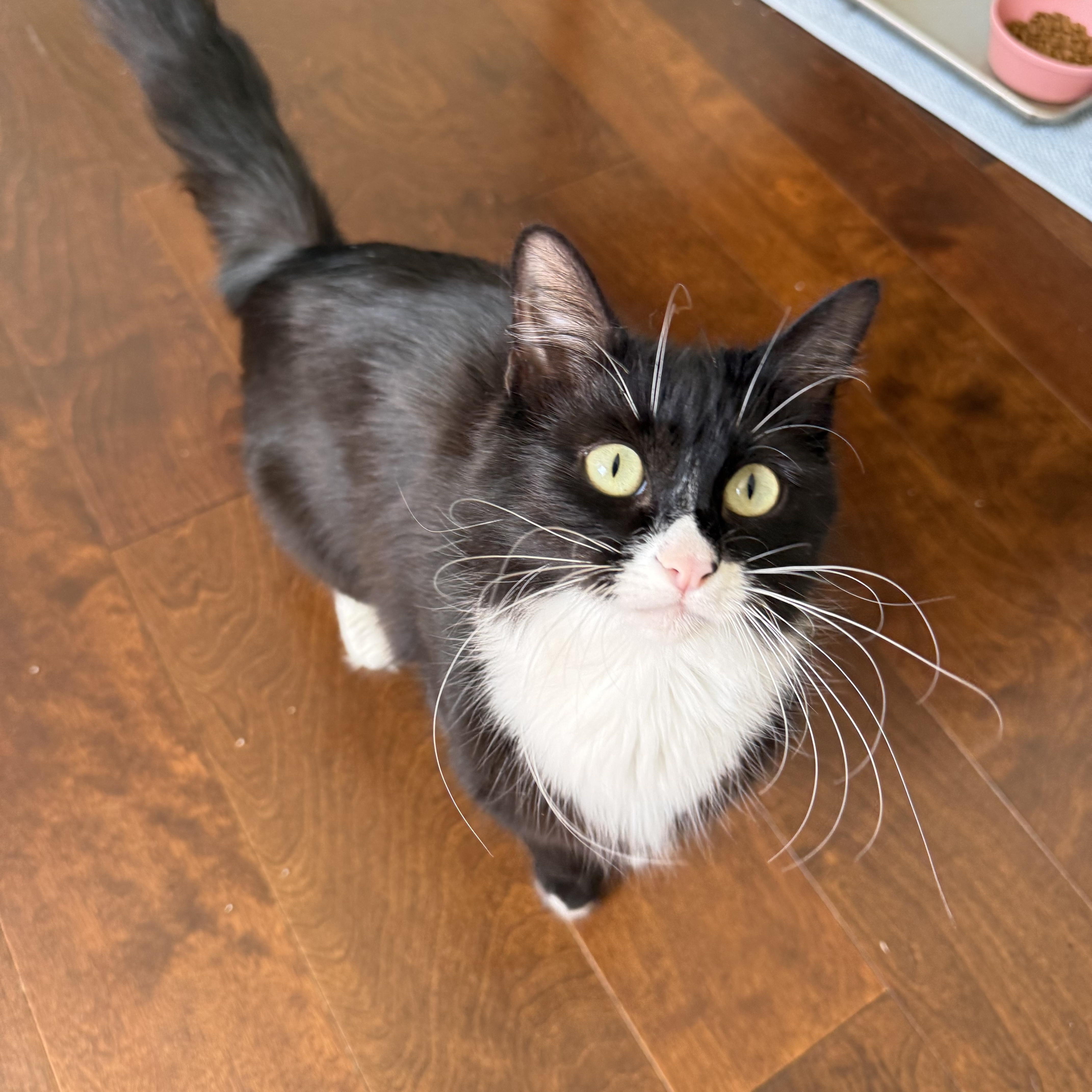 Enlarge Bee, a ADOPTABLE Domestic Long Hair in Davis, CA image 4/6