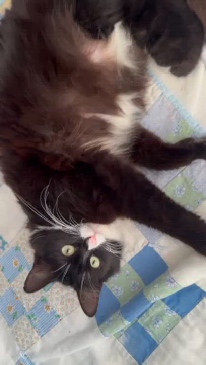 Enlarge Bee, a ADOPTABLE Domestic Long Hair in Davis, CA video 5/6