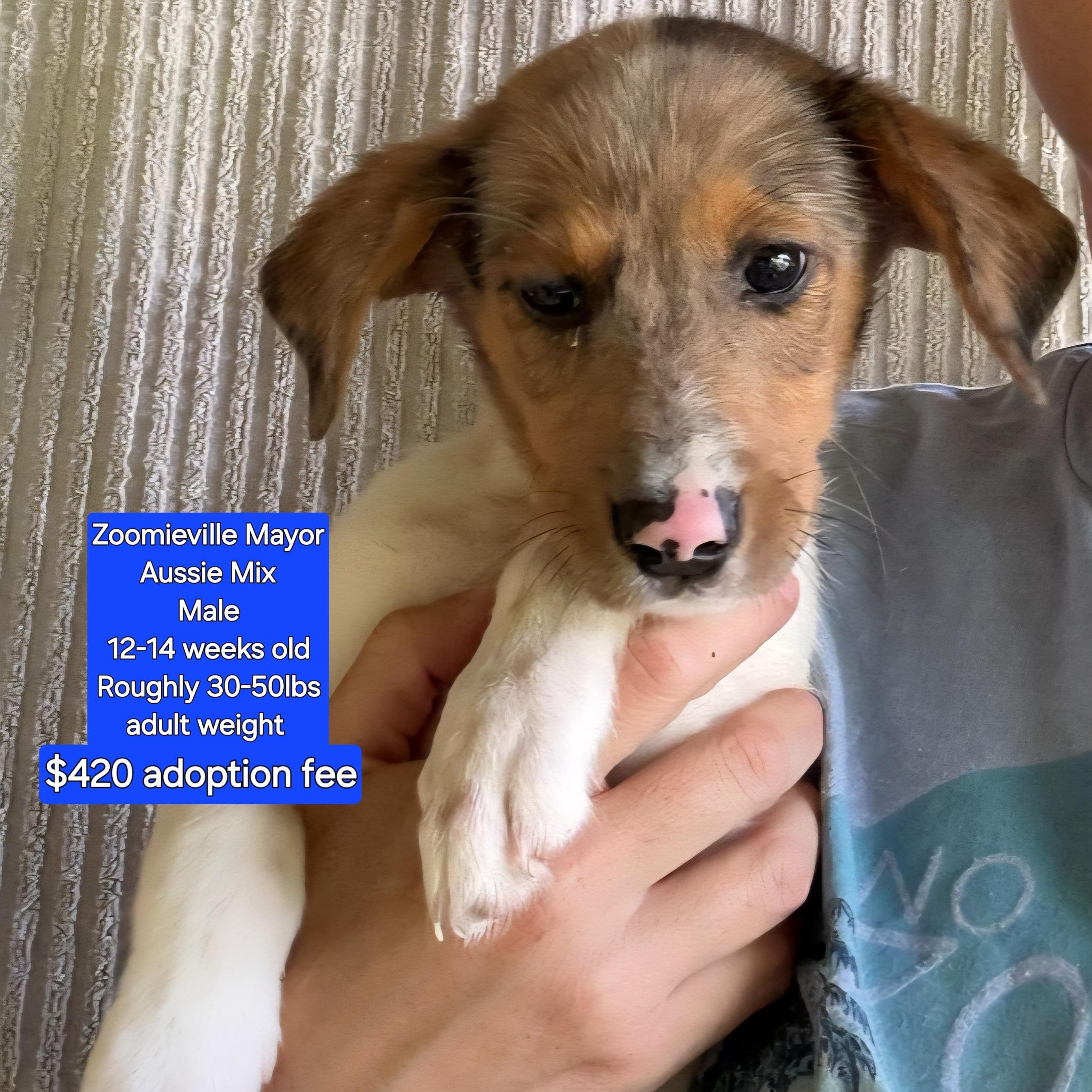 Zoomieville Mayor, Baby Male Australian Shepherd