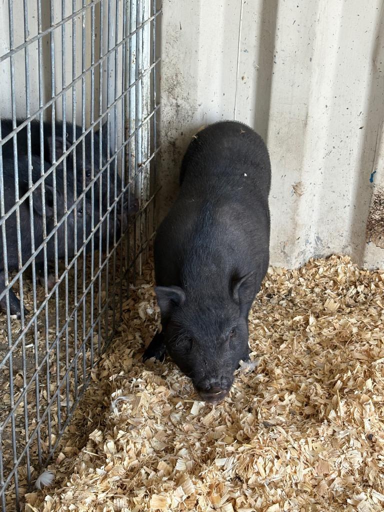 The Cliff, Adoptable, Young Female Pot Bellied.