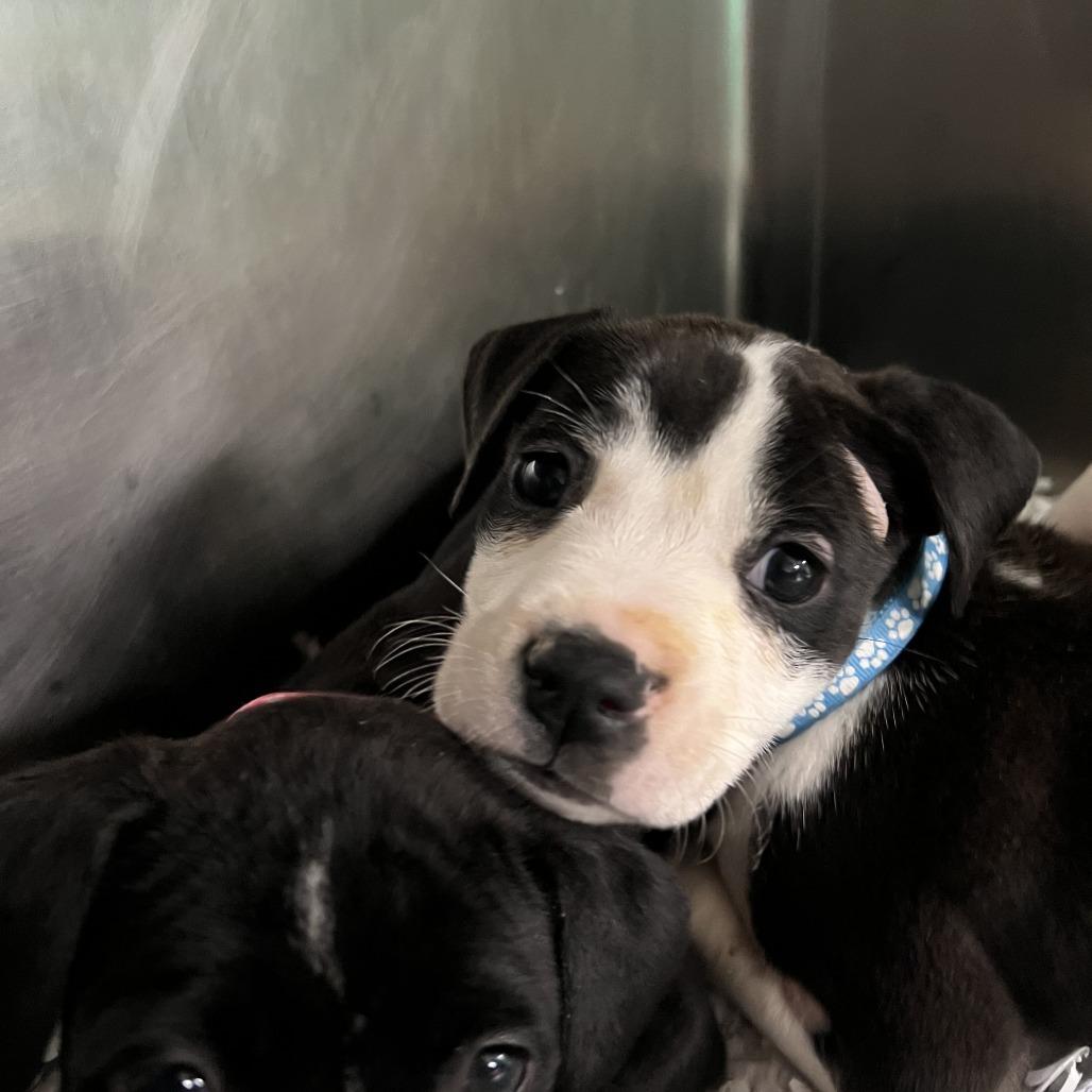 Hobart, Adoptable, Puppy Male Pit Bull Terrier.
