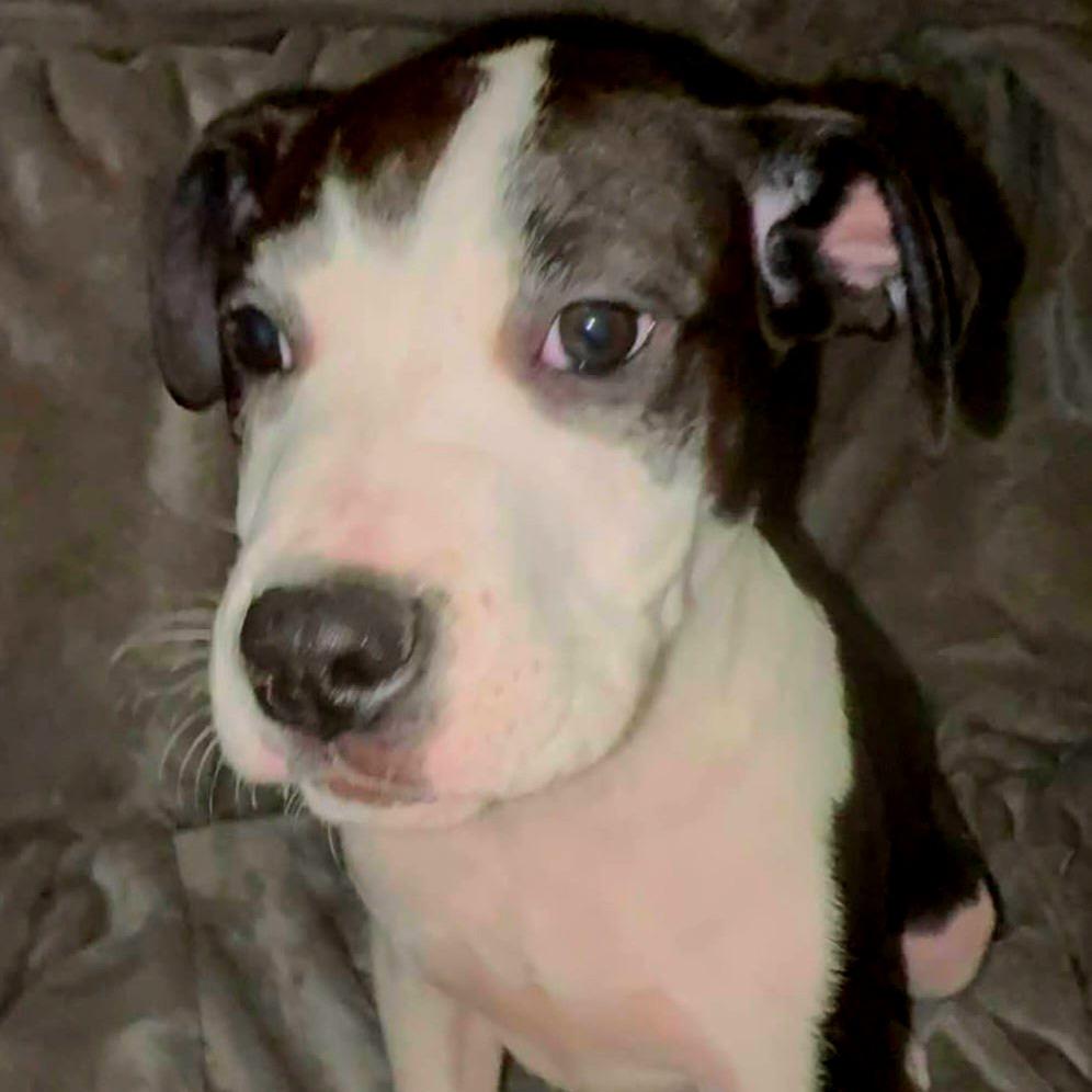 Hobart, Adoptable, Puppy Male Pit Bull Terrier.