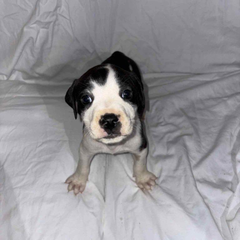 Enlarge Hobart, a Adoptable Pit Bull Terrier in East Saint Louis, IL image 3/3