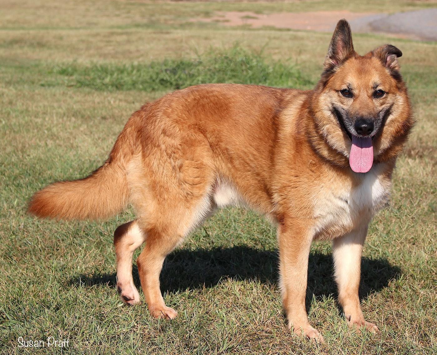 Enlarge Ernie, a ADOPTABLE mixed breed in Bedford, VA image 3/3
