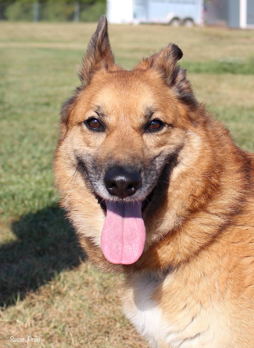 Ernie, ADOPTABLE, Adult Male German Shepherd Dog & Golden Retriever.