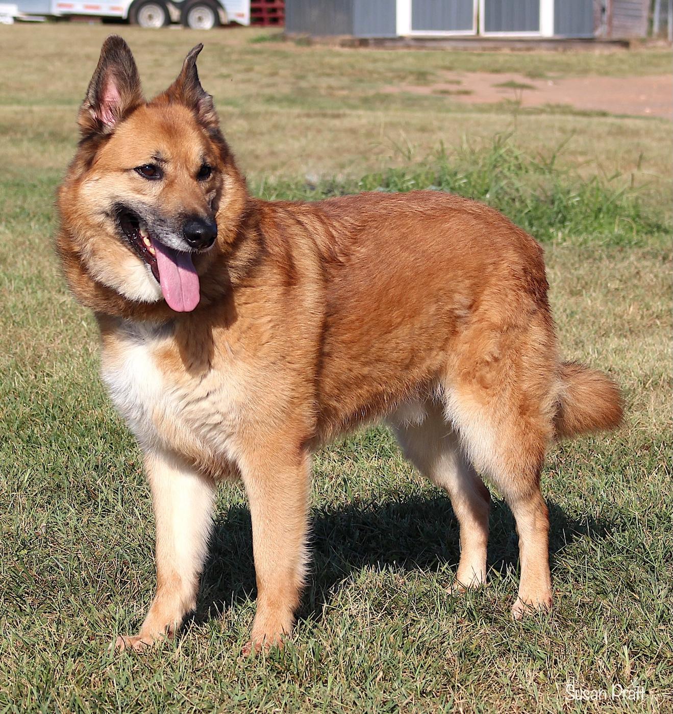 Enlarge Ernie, a ADOPTABLE mixed breed in Bedford, VA image 2/3