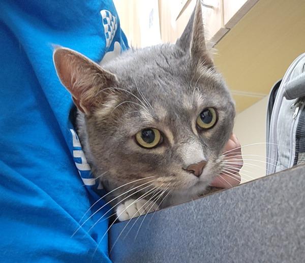 Enlarge Nyx, a Adoptable mixed breed in Kennewick, WA image 1/1