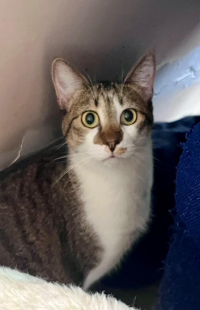 travis, ADOPTABLE, Young Male Domestic Short Hair.