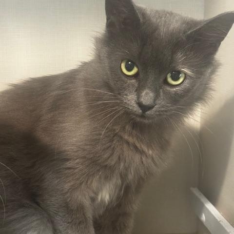 Enlarge Rizzo, a Adoptable Domestic Medium Hair in Hutchinson, MN image 1/2