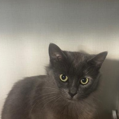 Enlarge Rizzo, a Adoptable Domestic Medium Hair in Hutchinson, MN image 2/2