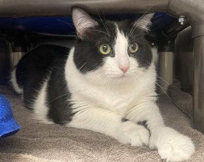 Baxter, Adoptable, Adult Female Domestic Short Hair & Domestic Short Hair.