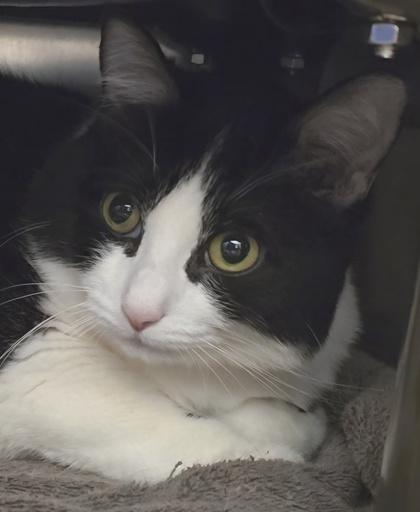 Enlarge Baxter, a Adoptable mixed breed in Seattle, WA image 2/3