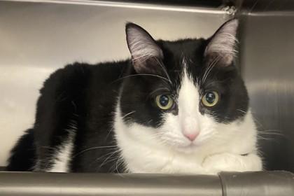 Enlarge Baxter, a Adoptable mixed breed in Seattle, WA image 3/3