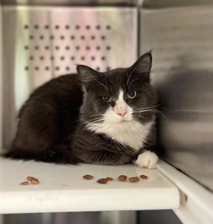 Enlarge Gris, a Adoptable Domestic Short Hair in Montreal, QC image 1/1