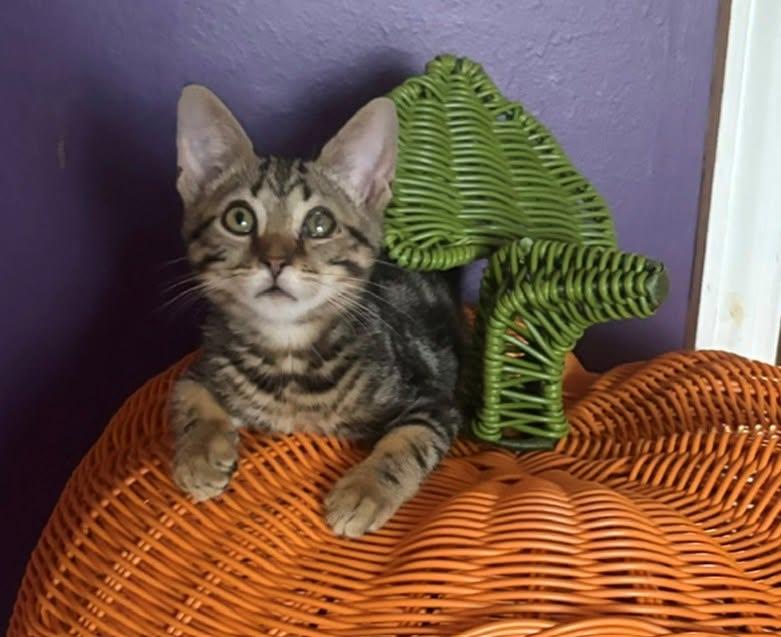 Enlarge Anchor, a Adoptable Domestic Short Hair in Morgantown, WV image 1/2