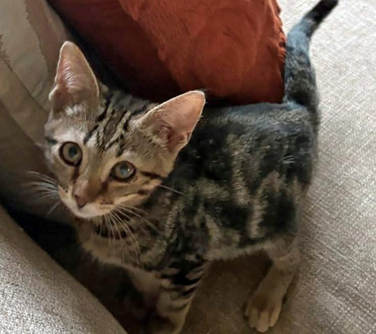 Enlarge Anchor, a Adoptable Domestic Short Hair in Morgantown, WV image 2/2