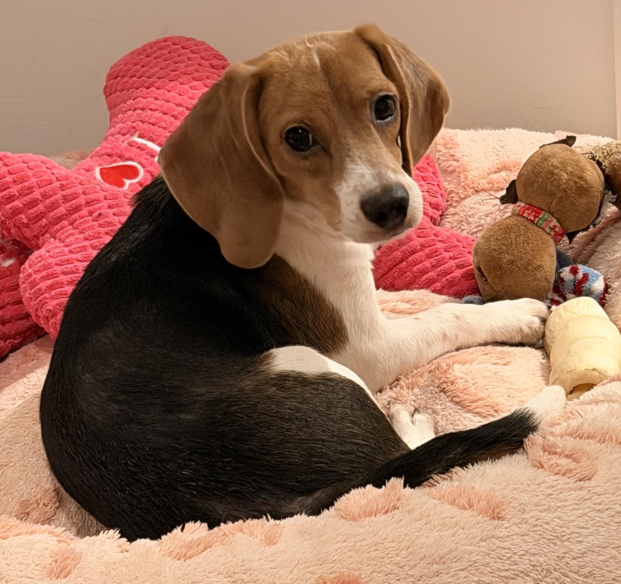 Floppy Ears!!!, ADOPTABLE, Young Female Beagle.