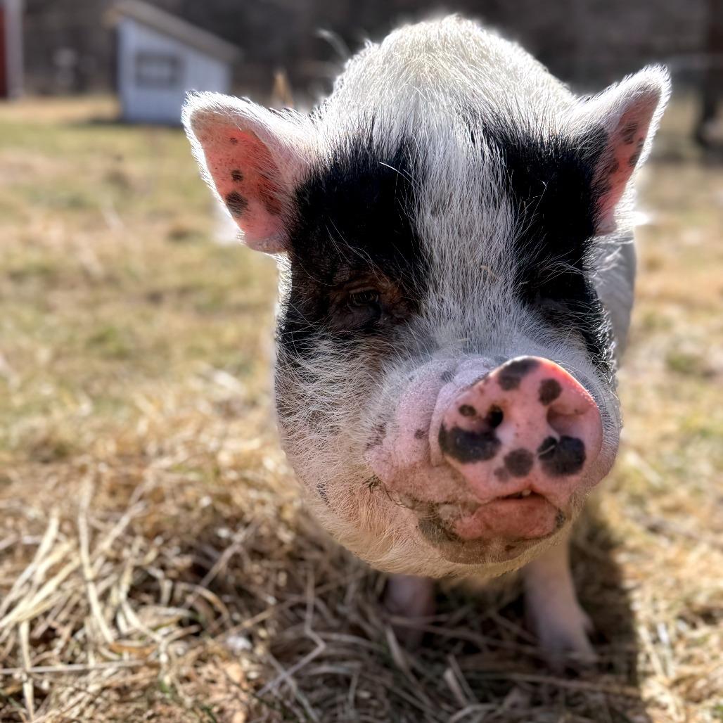 Wendel, Adoptable, Senior Male Vietnamese Pot Bellied.