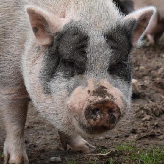 Wendel, a Adoptable Vietnamese Pot Bellied in Fairport, NY image 2/5