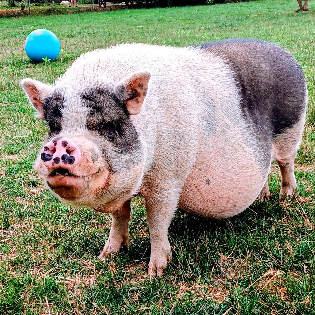 Wendel, a Adoptable Vietnamese Pot Bellied in Fairport, NY image 3/5