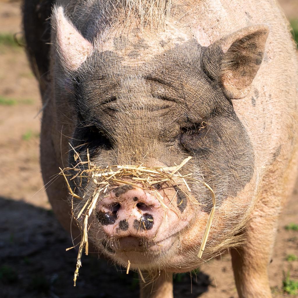 Wendel, a Adoptable Vietnamese Pot Bellied in Fairport, NY image 4/5