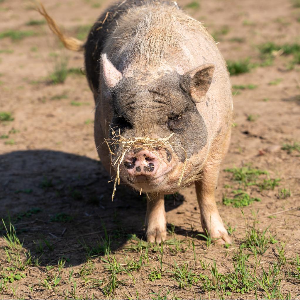 Wendel, a Adoptable Vietnamese Pot Bellied in Fairport, NY image 5/5