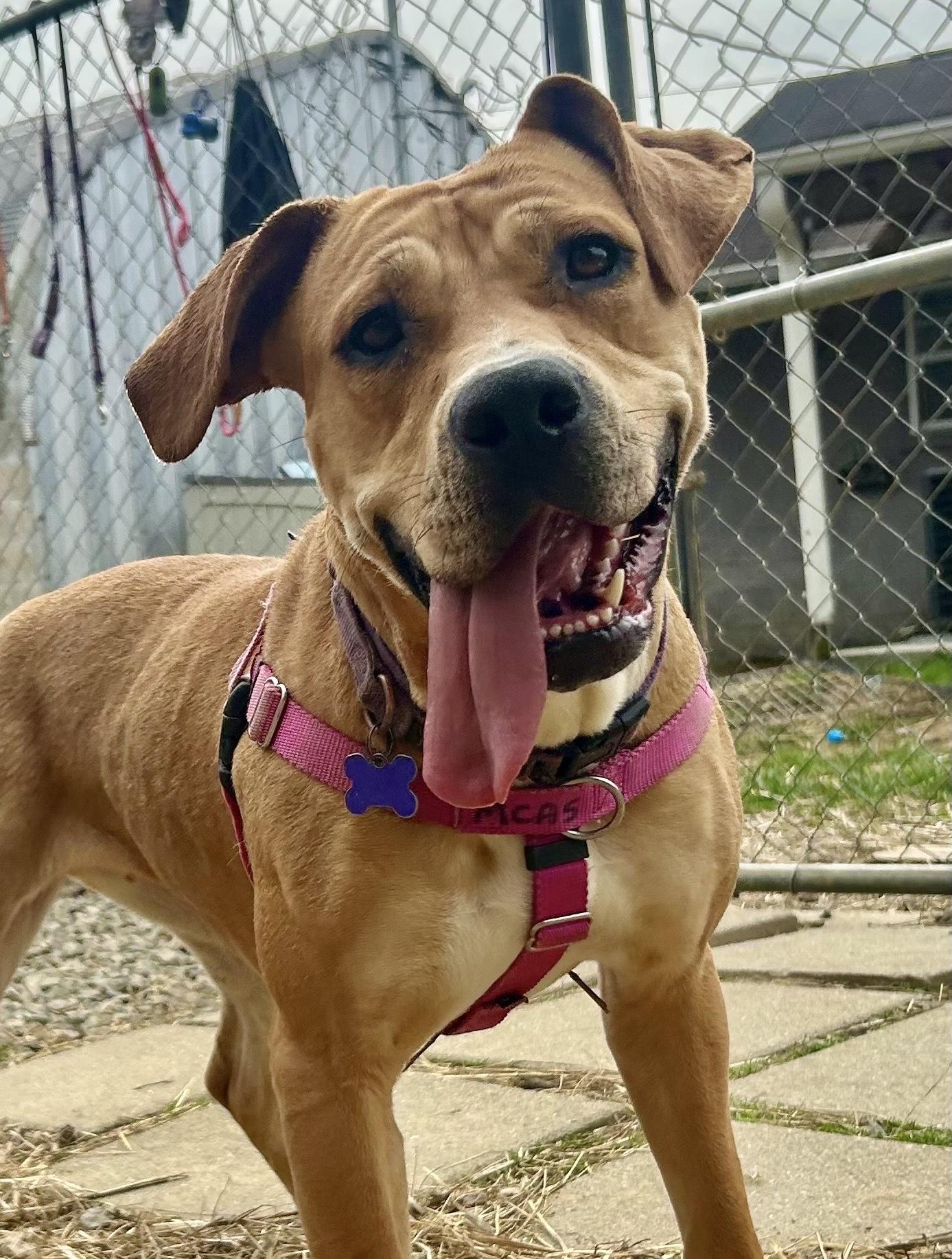 Pixie Glitter, Adoptable, Adult Female Mixed Breed.