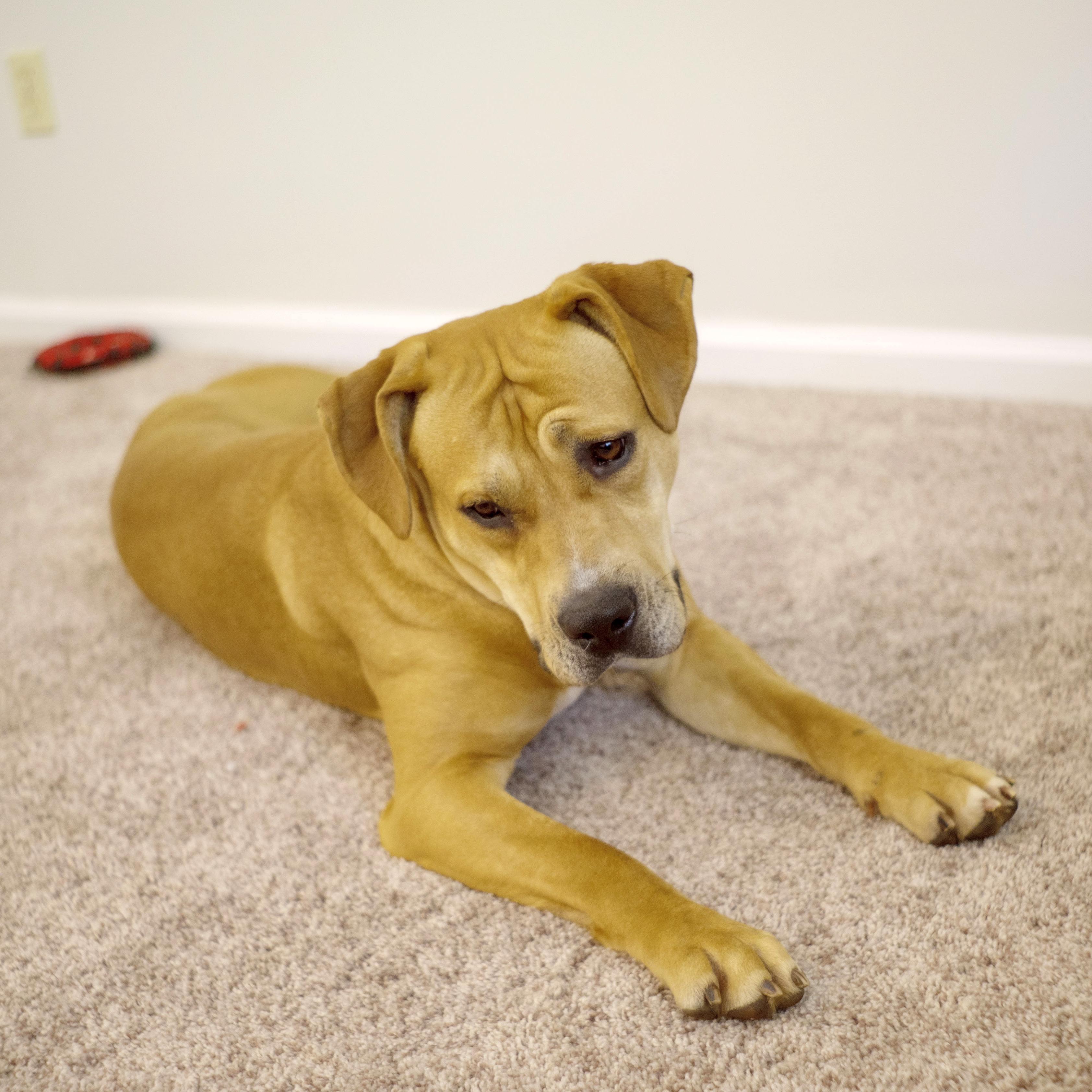 Enlarge Pixie Glitter, a Adoptable Mixed Breed in Marshall, NC image 6/6