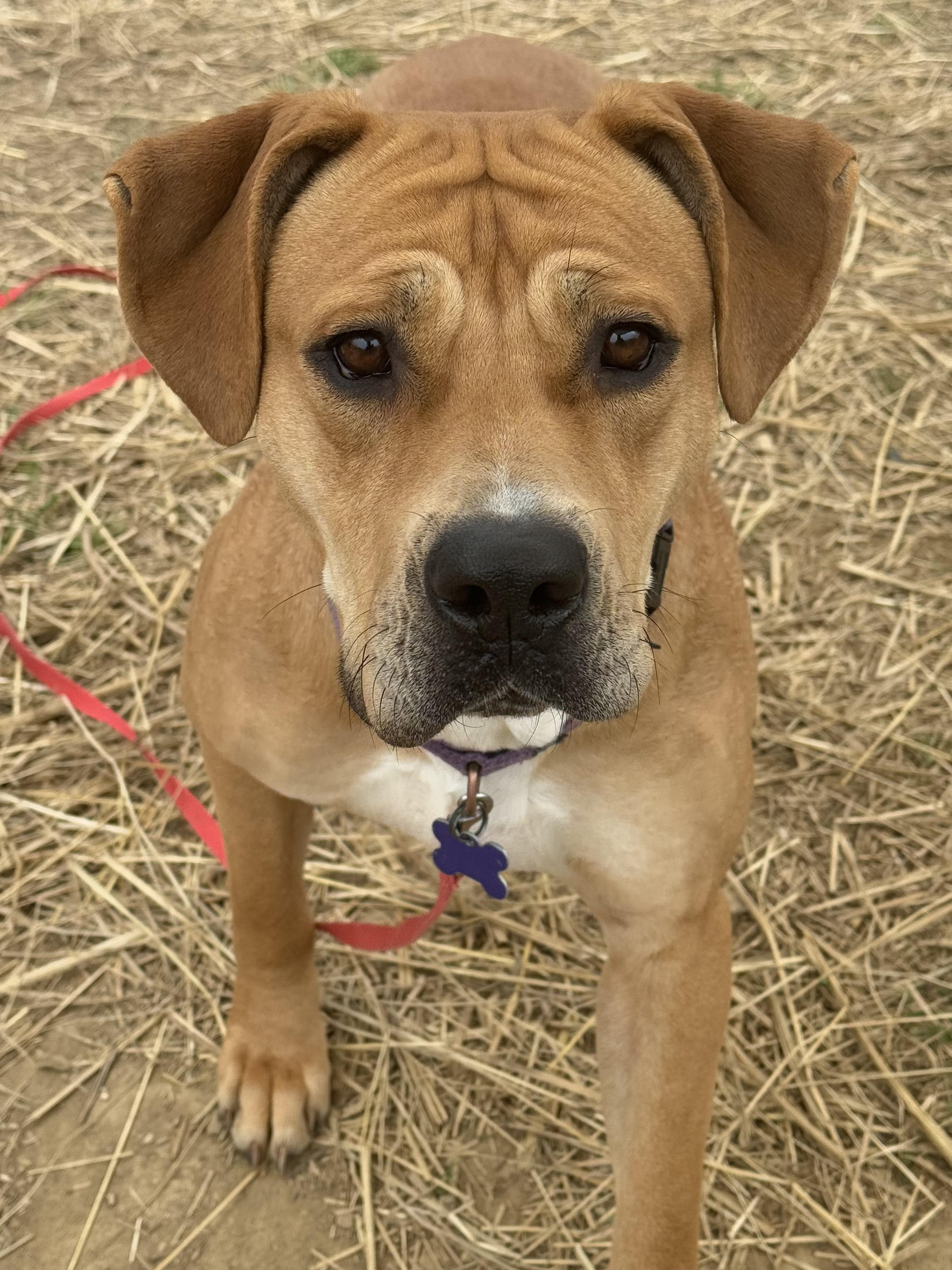 Pixie Glitter, Adoptable, Adult Female Mixed Breed.