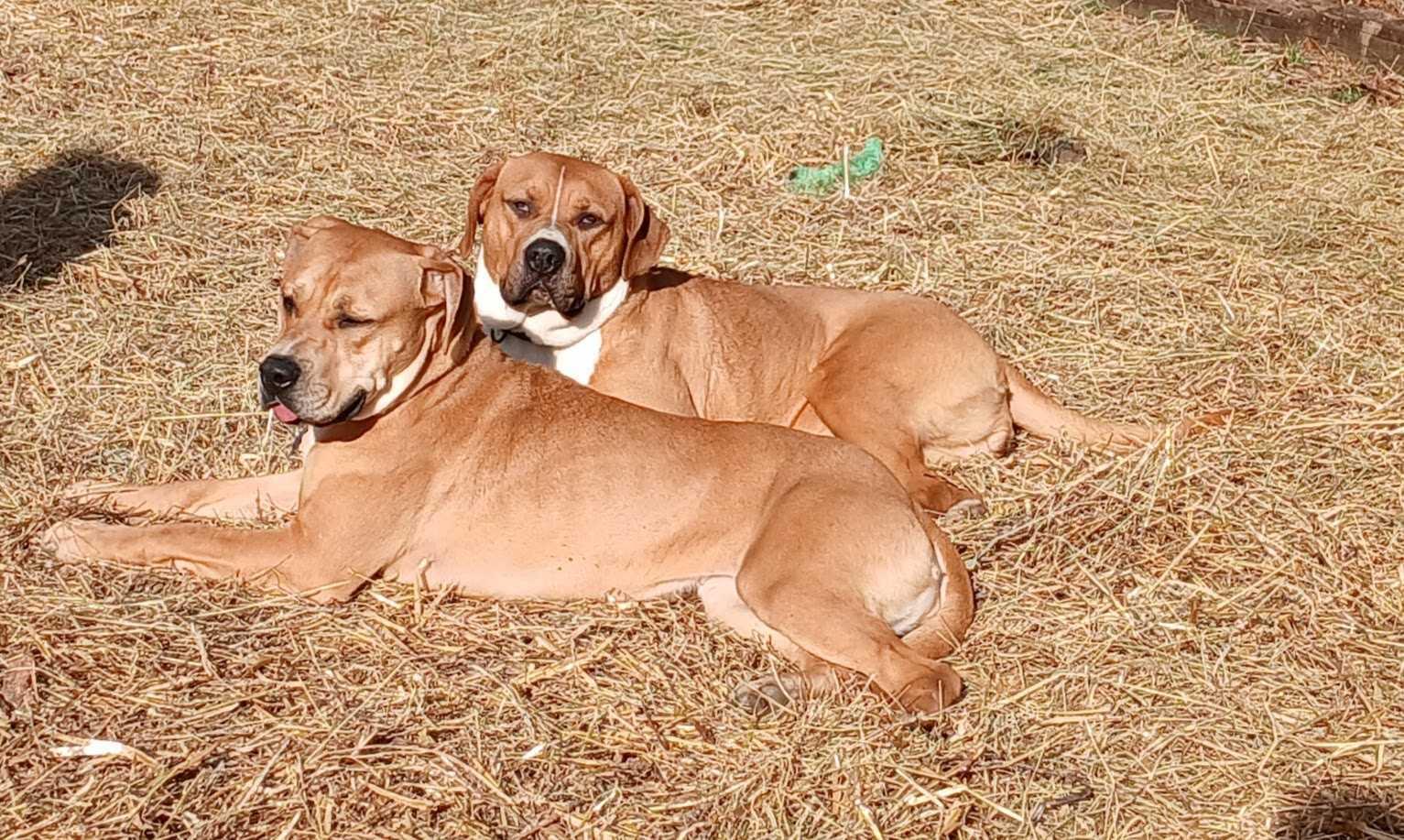 Enlarge Pixie Glitter, a Adoptable Mixed Breed in Marshall, NC image 5/6