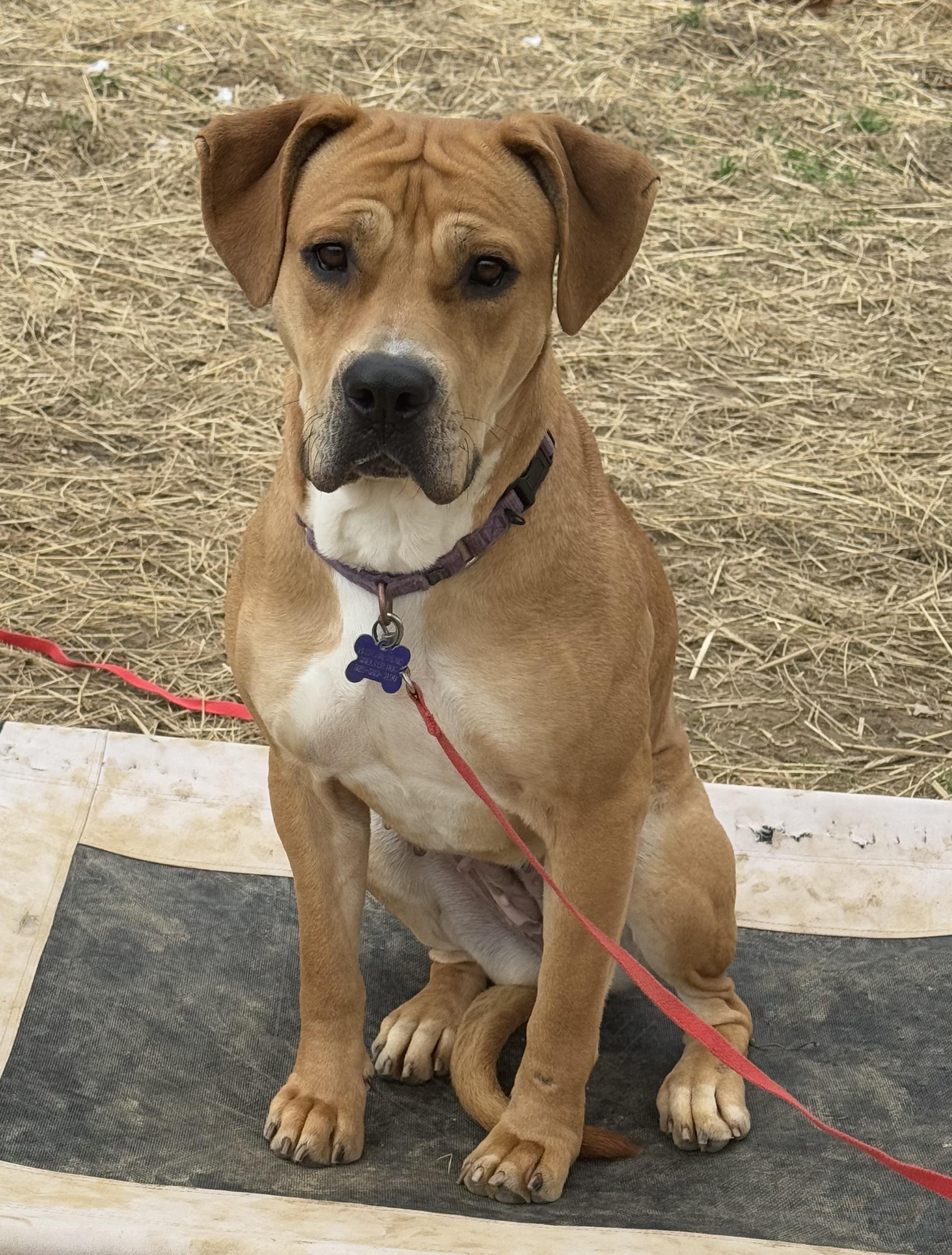Enlarge Pixie Glitter, a Adoptable Mixed Breed in Marshall, NC image 4/6