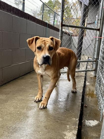 Pixie Glitter, a Adoptable Mixed Breed in Marshall, NC image 3/4