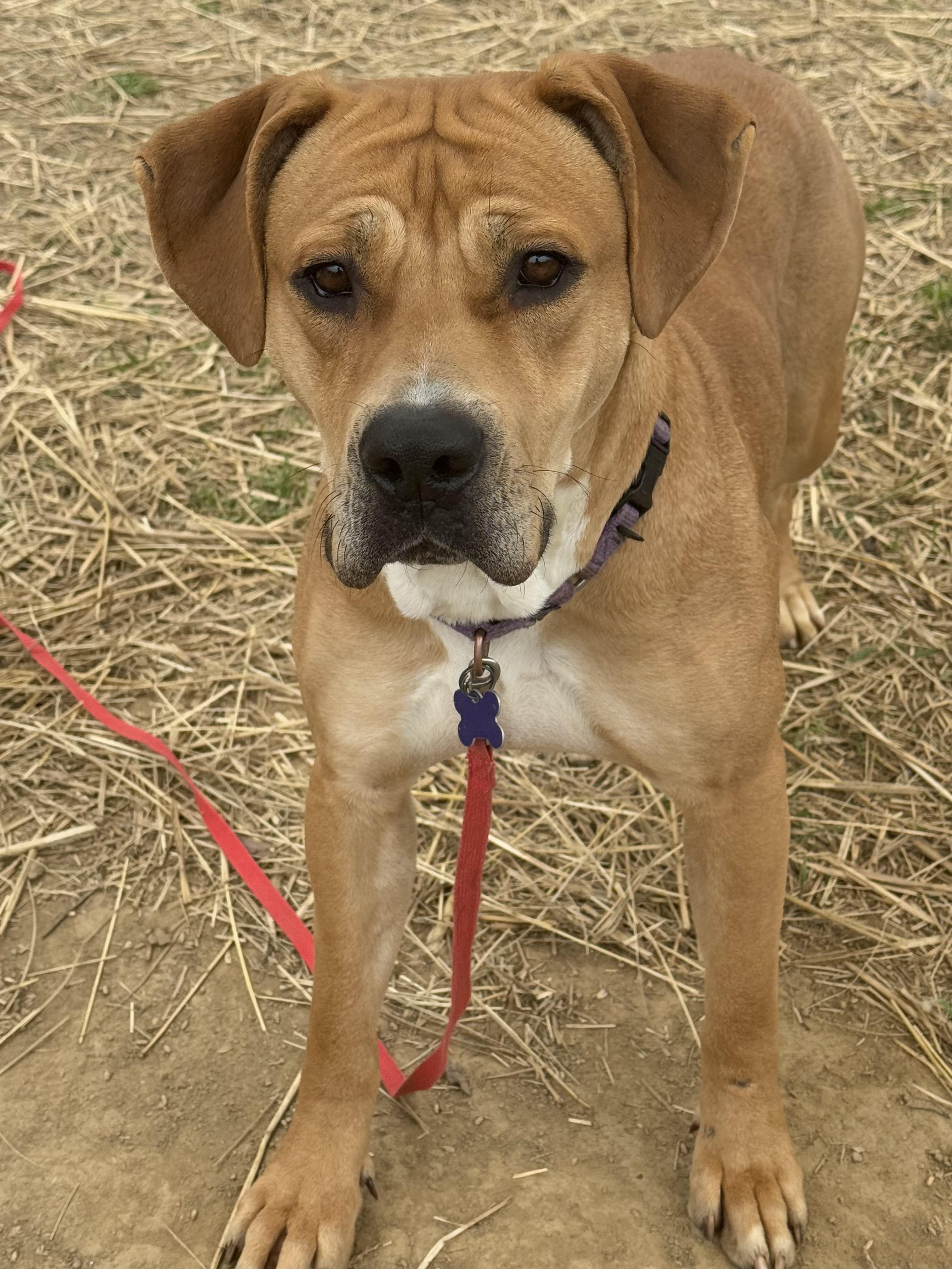 Enlarge Pixie Glitter, a Adoptable Mixed Breed in Marshall, NC image 5/6