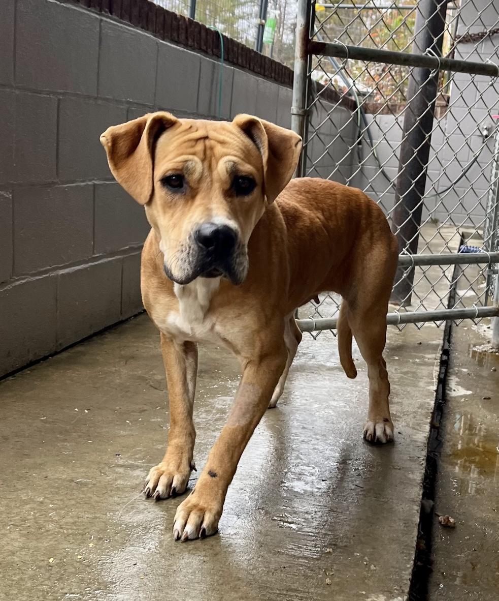 Pixie Glitter, a Adoptable Mixed Breed in Marshall, NC image 2/4