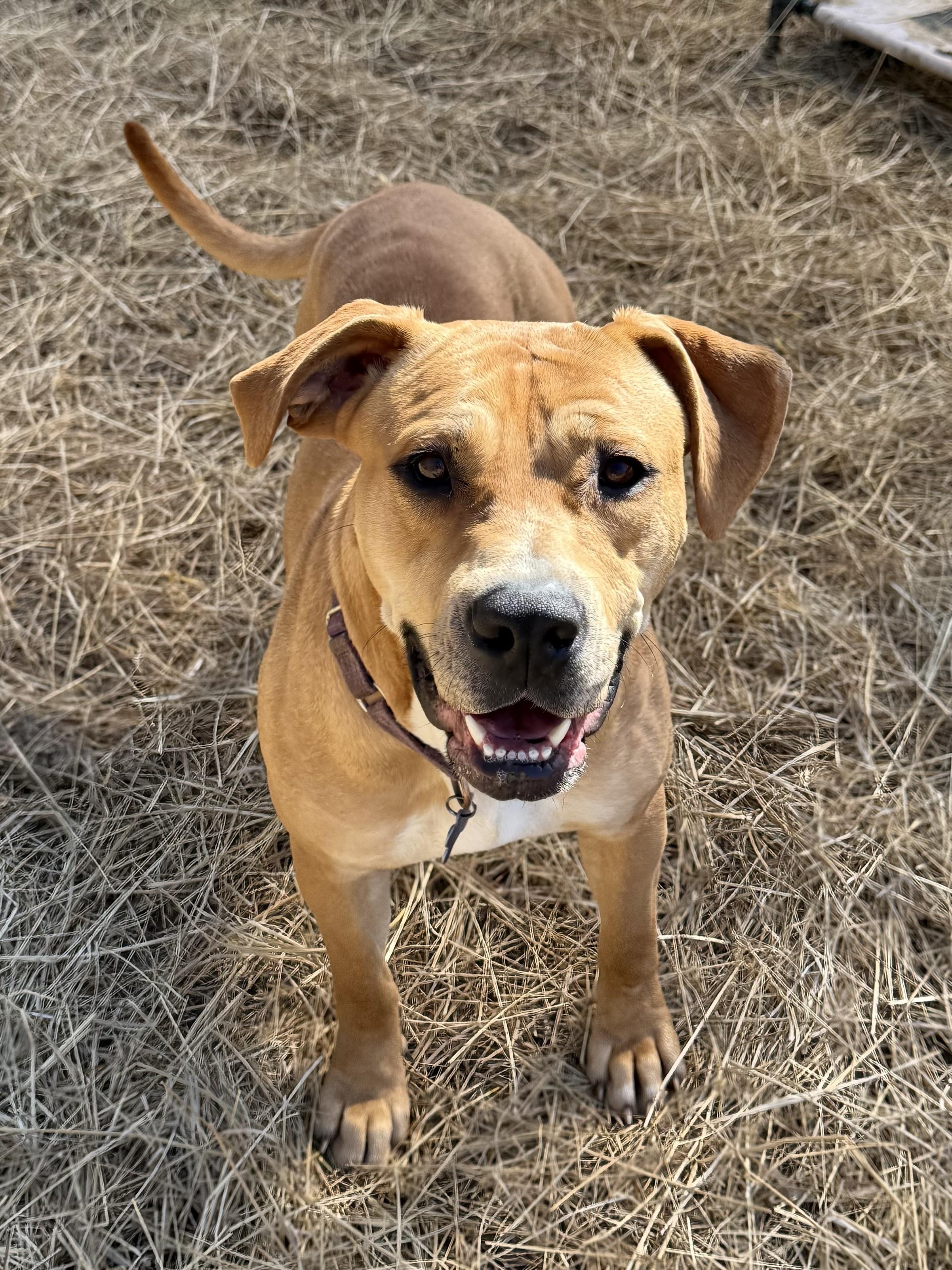 Enlarge Pixie Glitter, a Adoptable Mixed Breed in Marshall, NC image 1/6