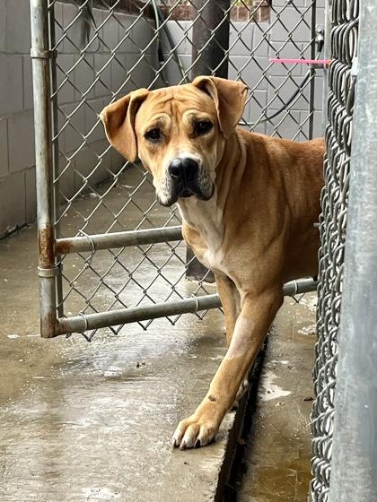 Pixie Glitter, a Adoptable Mixed Breed in Marshall, NC image 1/4