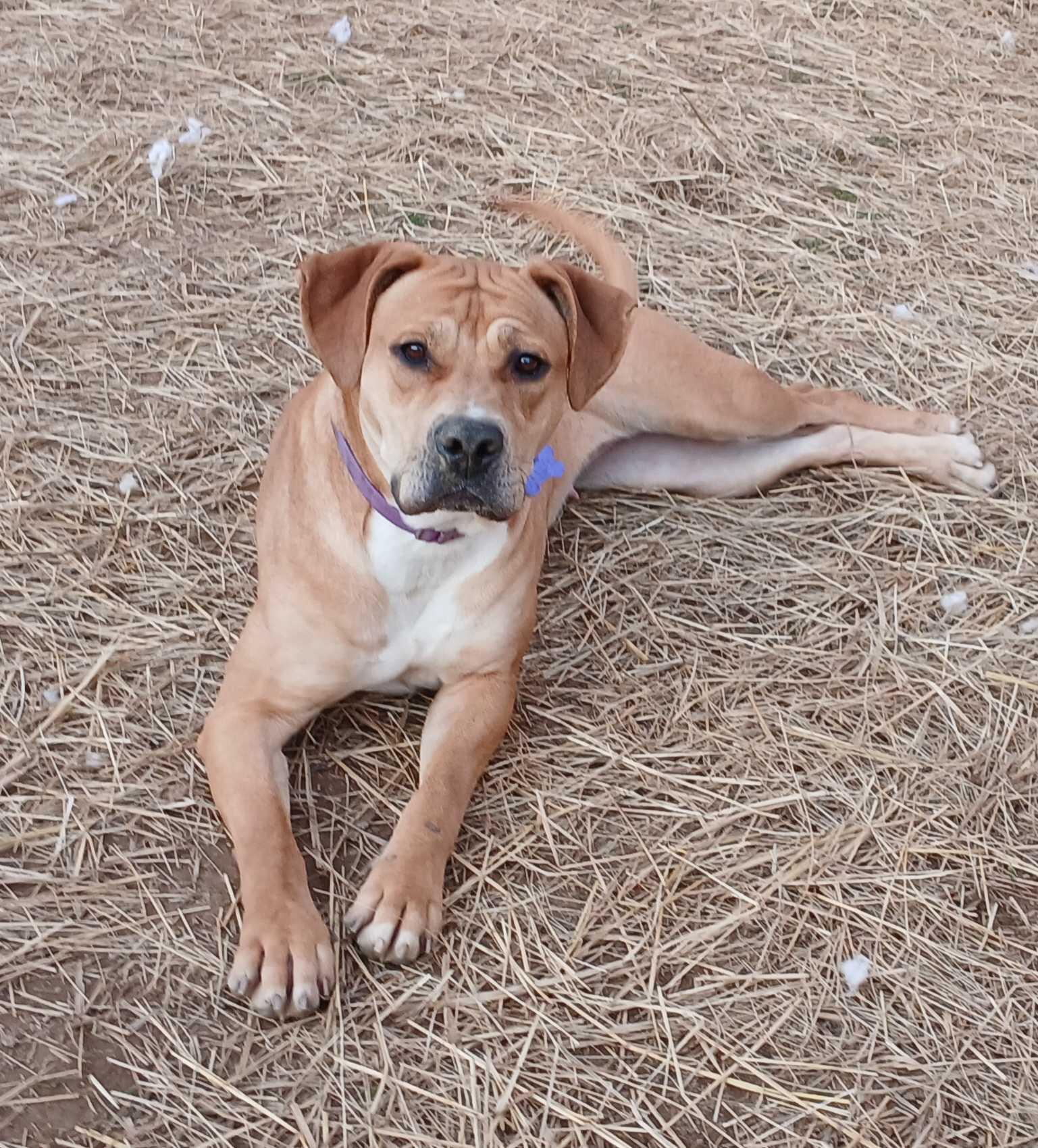 Enlarge Pixie Glitter, a Adoptable Mixed Breed in Marshall, NC image 3/6