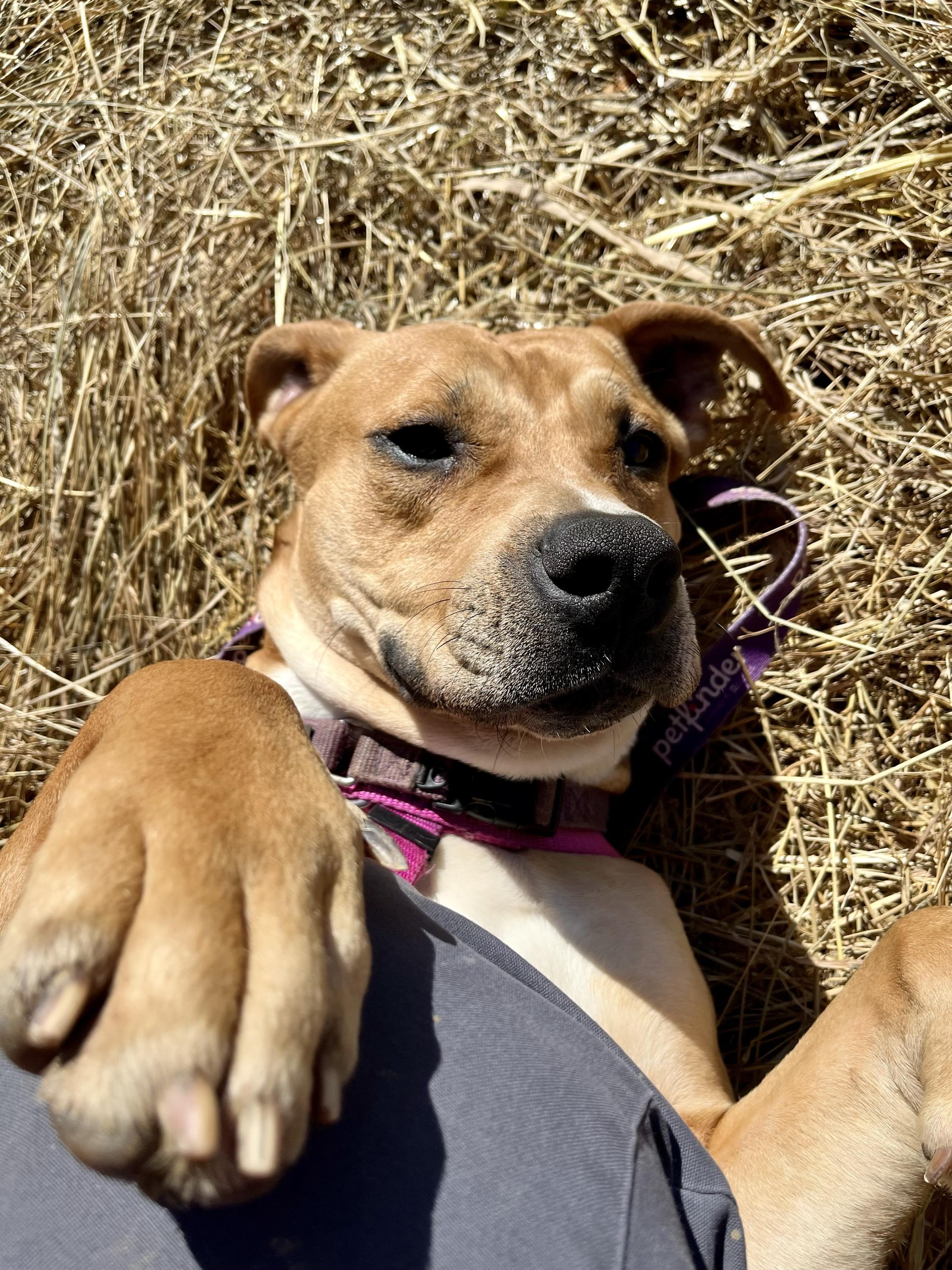 Enlarge Pixie Glitter, a Adoptable Mixed Breed in Marshall, NC image 6/6
