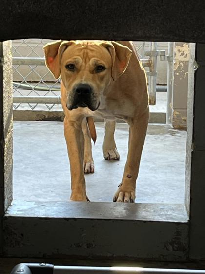 Pixie Glitter, a Adoptable Mixed Breed in Marshall, NC image 4/4