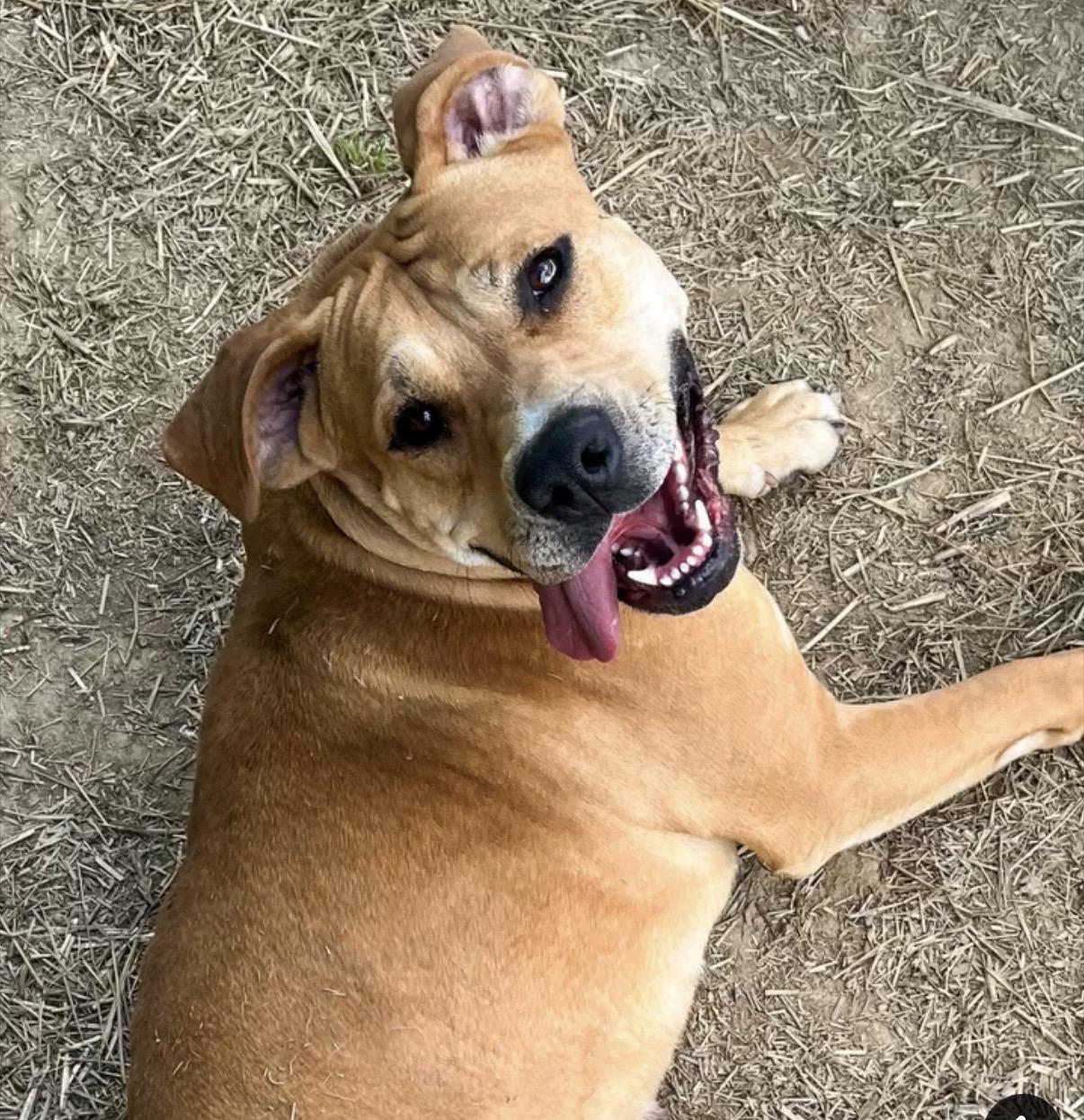 Pixie Glitter, Adoptable, Adult Female Mixed Breed.