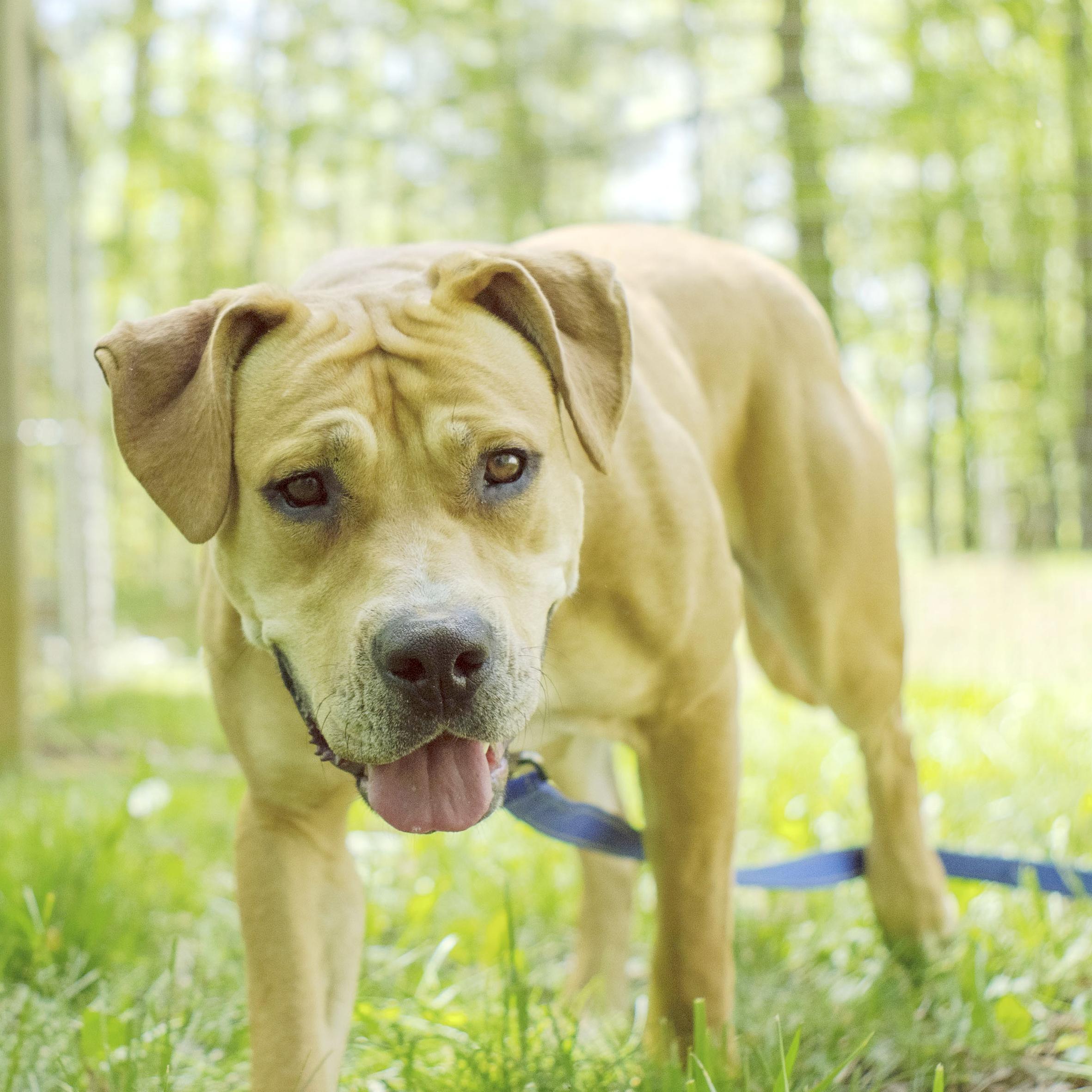 Pixie Glitter, Adoptable, Adult Female Mixed Breed.